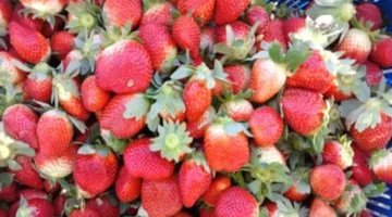 السوق اليومي.. أسعار الفراولة والفاكهة بالقليوبية الخميس